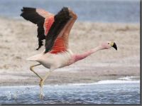 Flamingo © Omar Rocha