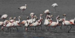 Flamingos © CONAF