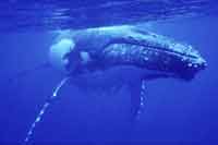 Atlantic Humpback Whale © Scott Portelli