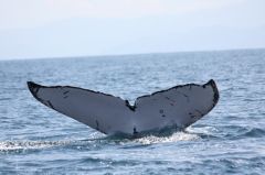 Humpback Whale © Fundación Keto