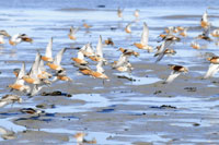 Red Knots at Porsanger Fjord, Norway © Peter Prokosch UNEP/GRID Arendal