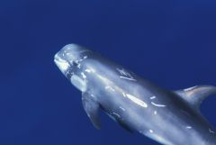 Risso’s dolphin © S. Airoldi/Tethys
