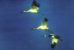 Siberian Cranes in flight © ICF