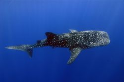 Whale Shark © Commonwealth of Australia