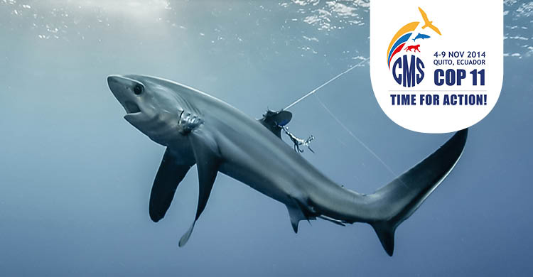 Pelagic Thresher Shark © Doug Perrinne, SeaPics.com