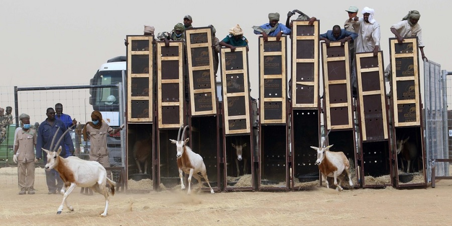 Oryx being released at Ouadi Rimé Achim Reserve © Ayman Khalil