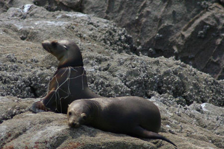 Seals in monofiliment © Courtesy NOAA, NMFS permit 932-1905