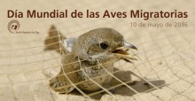 Día Mundial de las Aves Migratorias Cartel 2016