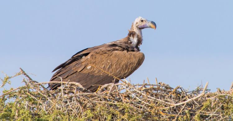 Vulture MsAP: Regional Workshop in the Middle East to Develop Conservation Strategies for Improving the Population Status of Old World Vultures