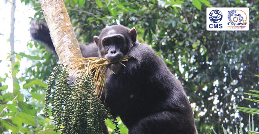 Protecting Chimps Is in Our Self-Interest 