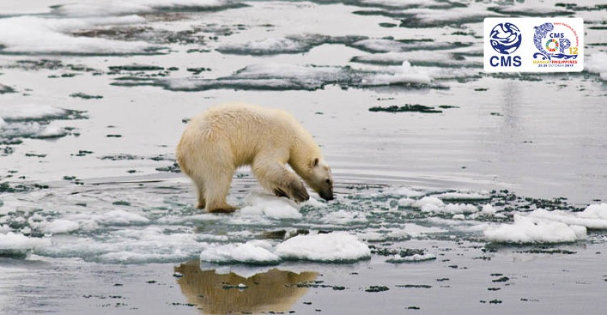Opinion: In Climate Change Discussion, Don't Forget about Wildlife