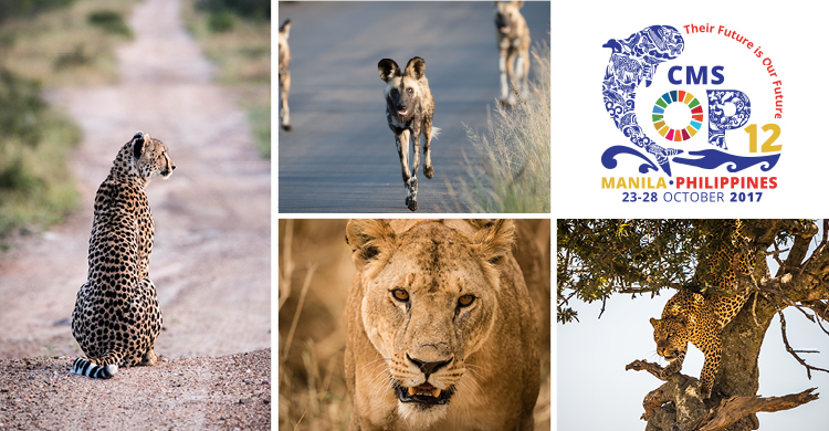 CMS and CITES Join Forces to Protect Africa's Carnivores