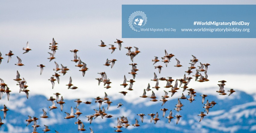 World Migratory Bird Day: A Healthy Planet for Migratory Birds and People