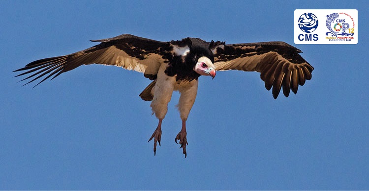 Action to Save Vultures Will Protect Human Health, Say Experts