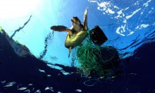 Entangled turtle © Greenpeace / Carè / Marine Photobank