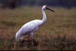 Siberian Crane © International Crane Foundation