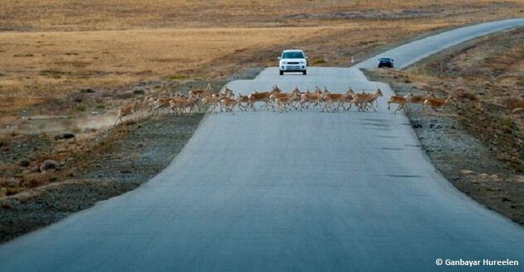 growing number of railways, roads, pipelines, and fences increasingly threatens large migratory mammals such as Mongolian gazelles in Central Asia. CREDIT: Copyright Ganbayar Hureelen.