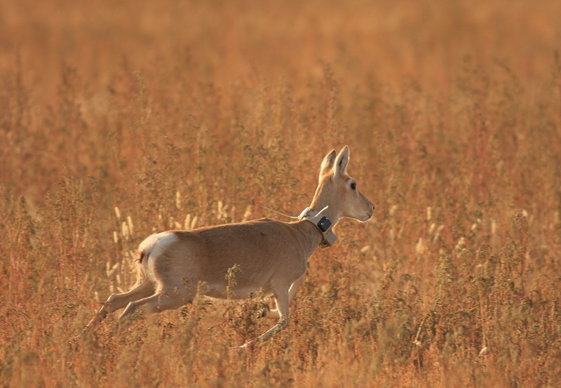Man Made Obstacles Cause Mongolian Gazelle Mass Die Off Central Asian