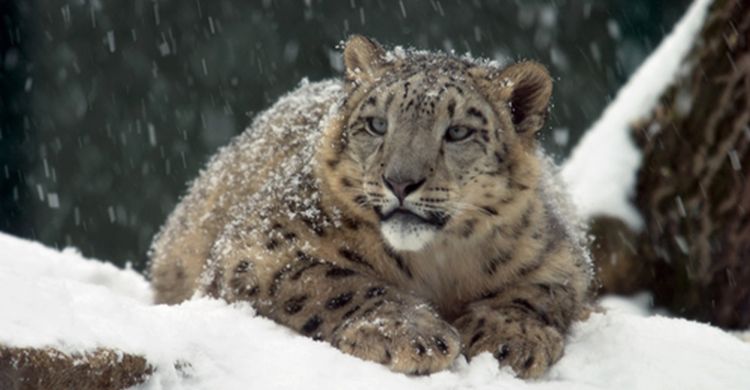 Snow Leopard © Martin Forster