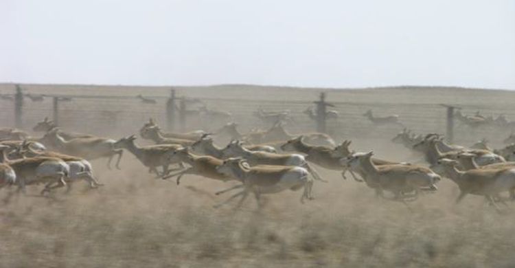 Mongolian Gazelles at border fence  © Badamjav Lkhagvasuran