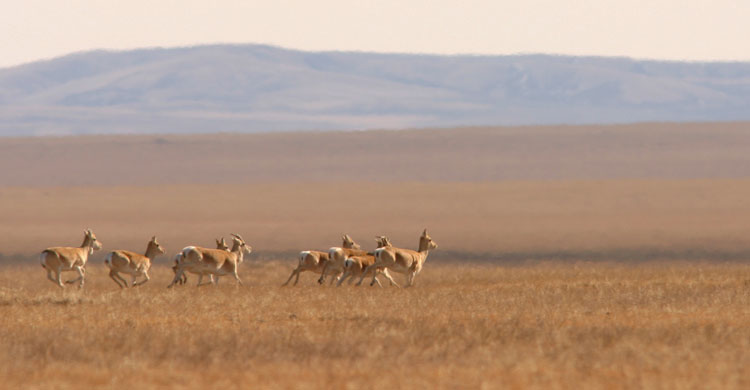Mongolian Gazelles © Thomas Müller 