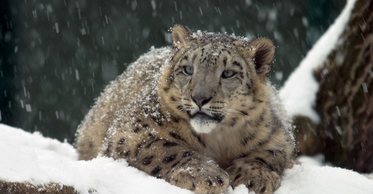 Snow leopard © Martin Foster