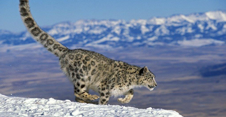 Léopard des neiges (Panthera uncia) © Gerard Lacz/Robert Harding Image Broker 
