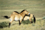 Przewalski's horses © Bruno Morandi/Image Broker Robert Harding 