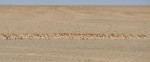 Herd of Khulan © Petra Kaczensky