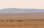Mongolian Gazelles in Central Asia - © Thomas Mueller