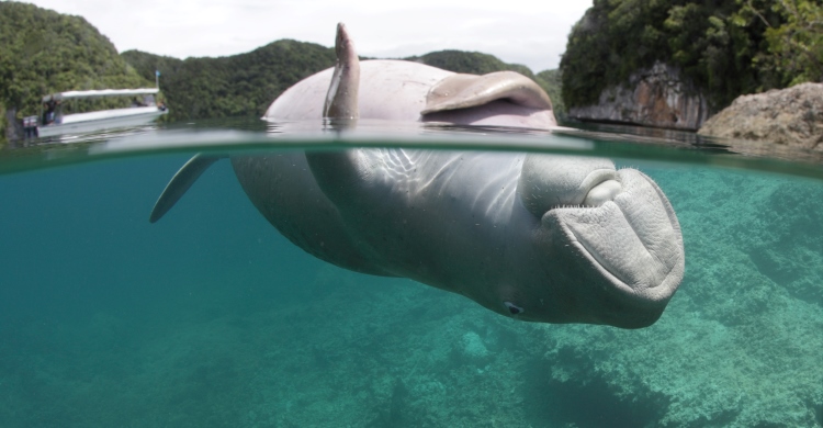 Dead dugong in Palau waters. © Mandy Etpison