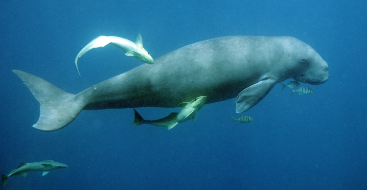 Dugong. Photo courtesy of Mandy Etpison.