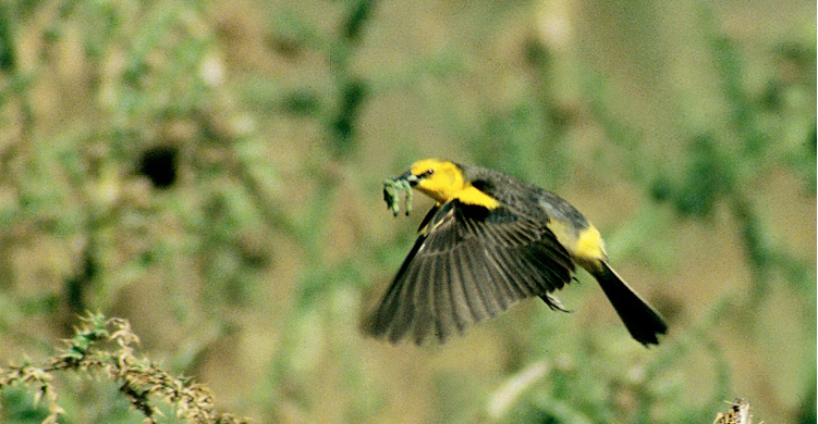 A female Saffron-cowled Blackbird
