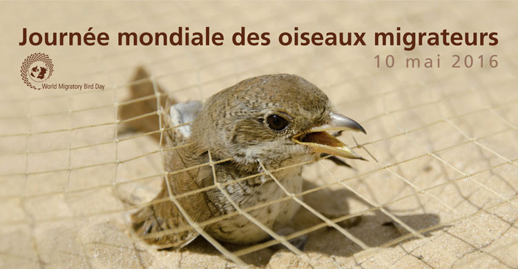 Poster de la Journée mondiale des oiseaux migrateurs 2016