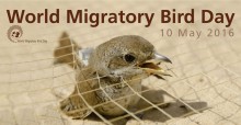 World Migratory Bird Day Poster 2016