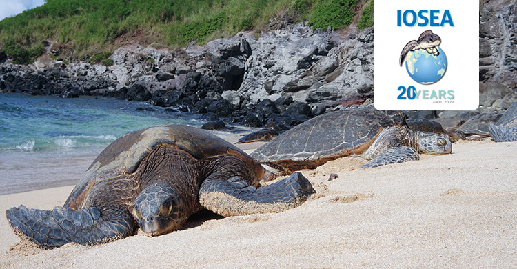 Happy World Sea Turtle Day We Need Your Video Iosea Marine Turtles