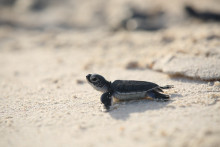 Figure 3. A green turtle hatchling making its way to the ocean. © Cousine Island Conservation Management