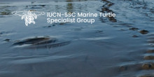 © IUCN-SSC Marine Turtle Specialist Group