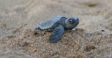 Baby Loggerhead turtle, Crete © Alan Rees