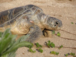 Female green turtle Reunion Island @ Kélonia