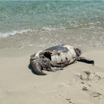 Fig. 1 Dead green turtle stranded at the mainland southern coast reported by beach house residents during 2020. © Amani Al-Zaidan, Abdullah Al-Zaidan, Hamad Al-Qadaifi, KEPA