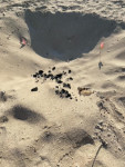 Fig. 8 Waste and charcoal dumped in turtle nest. © Amani Al-Zaidan, Abdullah Al-Zaidan, Hamad Al-Qadaifi, KEPA