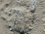 Ghost gear and tracks of green turtle hatchlings © WWF Pakistan