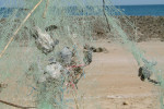 Green turtles entangled in ghost net along Balochistan coast © WWF Pakistan