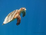 Marine Turtle © Hassan Hamid