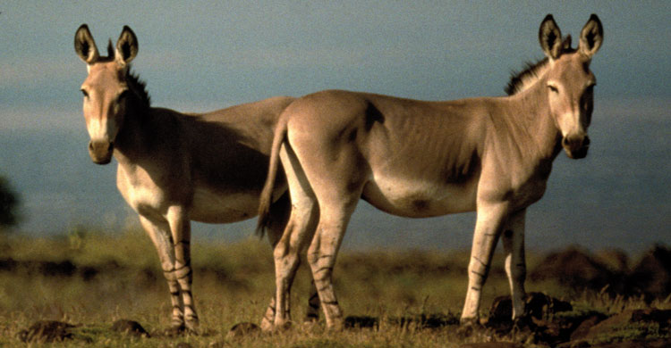 Two male African Wild Ass (C) Patricia Moehlmann