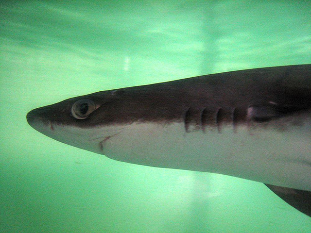 Why Dogfish Is Called Dogfish