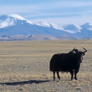 svag Modstander øve sig Bos grunniens | Central Asian Mammals Initiative
