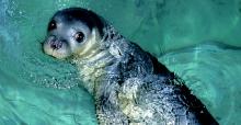Critically endangered Monk-seal pup rescued