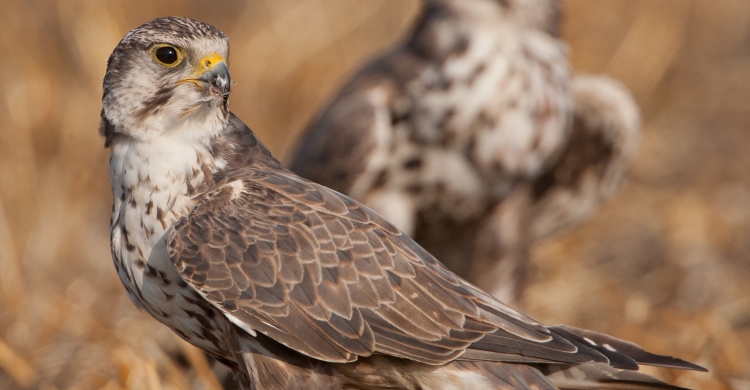 Saker Falcon (Falco cherrug) © Gabor Papp - www.raptorimages.hu 